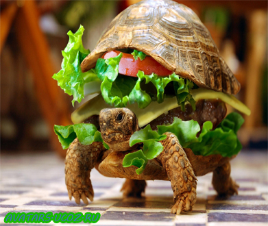 Черепаха-бутерброд